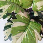 artificial monstera deliciosa plant
